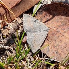 Taxeotis subvelaria (Neat Taxeotis) at Yass River, NSW - 22 Sep 2024 by SenexRugosus