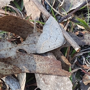 Taxeotis subvelaria at Yass River, NSW - 23 Sep 2024 09:10 AM