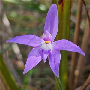 Glossodia major at Aranda, ACT - suppressed