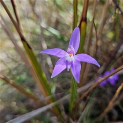 Glossodia major at Aranda, ACT - suppressed