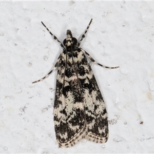 Scoparia exhibitalis at Melba, ACT - 22 Sep 2024 07:09 PM