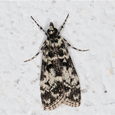 Scoparia exhibitalis (A Crambid moth) at Melba, ACT - 22 Sep 2024 by kasiaaus