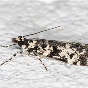 Scoparia exhibitalis at Melba, ACT - 22 Sep 2024 07:09 PM