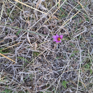 Romulea rosea var. australis at Watson, ACT - 23 Sep 2024