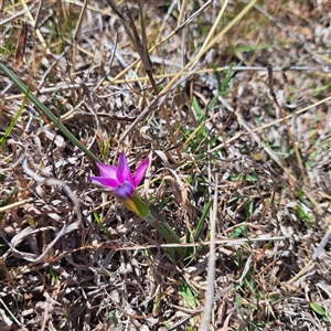 Romulea rosea var. australis at Watson, ACT - 23 Sep 2024