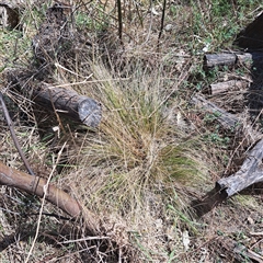 Nassella trichotoma (Serrated Tussock) at Watson, ACT - 23 Sep 2024 by abread111