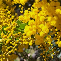 Acacia cultriformis (Knife Leaf Wattle) at Watson, ACT - 23 Sep 2024 by abread111