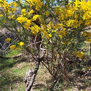 Acacia cultriformis at Watson, ACT - 23 Sep 2024