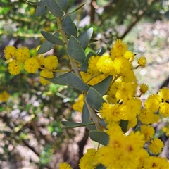 Acacia cultriformis at Watson, ACT - 23 Sep 2024