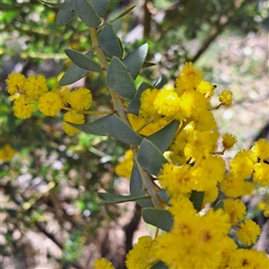 Acacia cultriformis at Watson, ACT - 23 Sep 2024