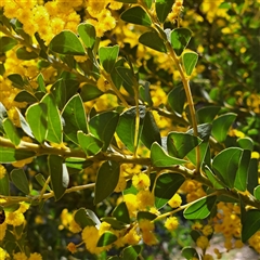 Acacia cultriformis at Watson, ACT - 23 Sep 2024