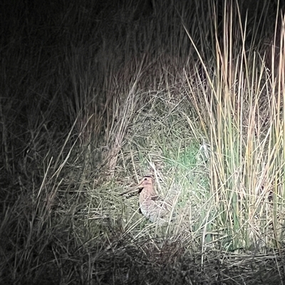 Gallinago hardwickii (Latham's Snipe) at Throsby, ACT - 23 Sep 2024 by RangerRiley