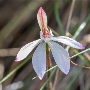 Caladenia fuscata at Yarralumla, ACT - 23 Sep 2024