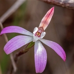 Caladenia fuscata at Yarralumla, ACT - 23 Sep 2024