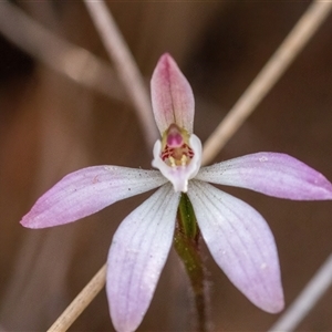 Caladenia fuscata at Yarralumla, ACT - 23 Sep 2024