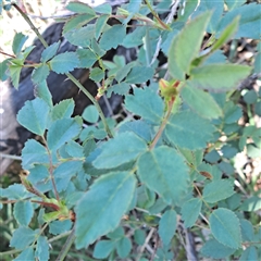 Rosa sp. (A Wild Rose) at Watson, ACT - 23 Sep 2024 by abread111