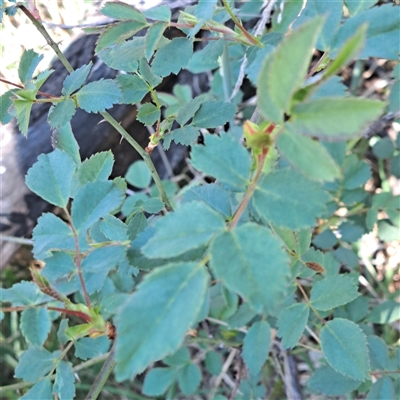 Rosa sp. (A Wild Rose) at Watson, ACT - 23 Sep 2024 by abread111