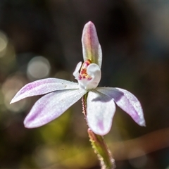 Caladenia fuscata (Dusky Fingers) at Yarralumla, ACT - 23 Sep 2024 by Cmperman