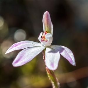 Caladenia fuscata at Yarralumla, ACT - 23 Sep 2024