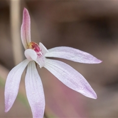 Caladenia fuscata at Yarralumla, ACT - 23 Sep 2024