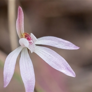 Caladenia fuscata at Yarralumla, ACT - 23 Sep 2024