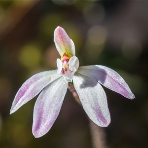 Caladenia fuscata at Yarralumla, ACT - 23 Sep 2024