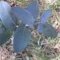 Eucalyptus globulus subsp. bicostata (Southern Blue Gum, Eurabbie) at Watson, ACT - 23 Sep 2024 by abread111