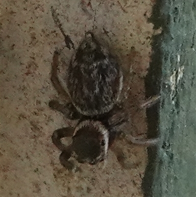 Maratus griseus (Jumping spider) at Hall, ACT - 23 Sep 2024 by Anna123