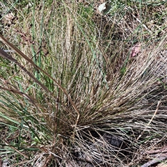 Nassella trichotoma (Serrated Tussock) at Watson, ACT - 23 Sep 2024 by abread111