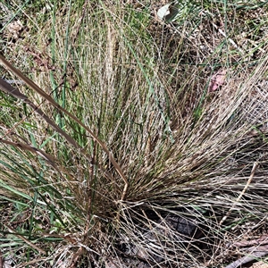 Nassella trichotoma at Watson, ACT - 23 Sep 2024 11:55 AM