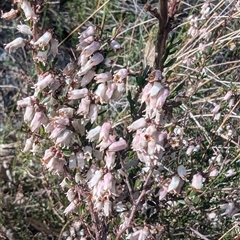 Lissanthe strigosa subsp. subulata (Peach Heath) at Kambah, ACT - 23 Sep 2024 by HelenCross