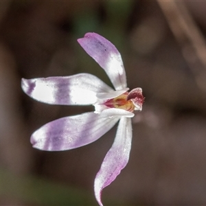 Caladenia fuscata at Yarralumla, ACT - suppressed