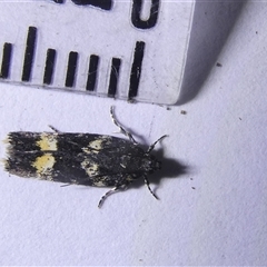 Ardozyga acroleuca (Double pale patch Gelechiid) at Belconnen, ACT - 23 Sep 2024 by JohnGiacon