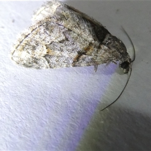 Phrissogonus laticostata at Belconnen, ACT - 23 Sep 2024