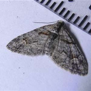 Phrissogonus laticostata at Belconnen, ACT - 23 Sep 2024