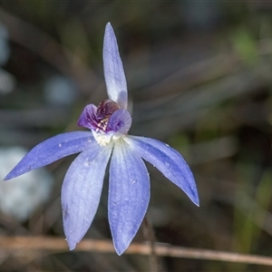 Cyanicula caerulea at Yarralumla, ACT - suppressed