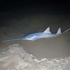 Pristis pristis (Freshwater Sawfish) at Meda, WA - 6 Aug 2023 by MichaelBedingfield