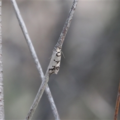 Compsotropha selenias at Oaks Estate, ACT - 23 Sep 2024 01:25 PM