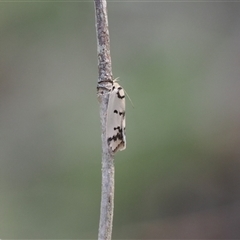 Compsotropha selenias at Oaks Estate, ACT - 23 Sep 2024 01:25 PM