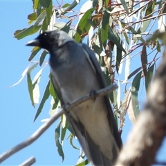 Coracina novaehollandiae (Black-faced Cuckooshrike) at Acton, ACT - 23 Sep 2024 by MatthewFrawley