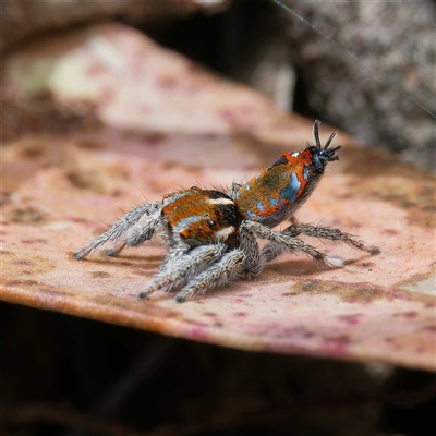 Maratus calcitrans (Kicking peacock spider) at Forde, ACT - 23 Sep 2024 by DPRees125