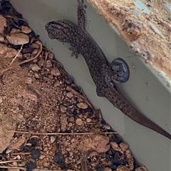 Gehyra versicolor (Eastern Tree Dtella) at Tibooburra, NSW - 29 Jun 2024 by Tapirlord