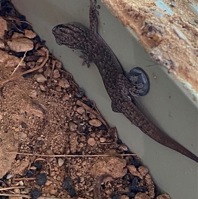 Gehyra versicolor (Eastern Tree Dtella) at Tibooburra, NSW - 29 Jun 2024 by Tapirlord