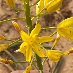 Bulbine fraseri at Tibooburra, NSW - 29 Jun 2024 by Tapirlord