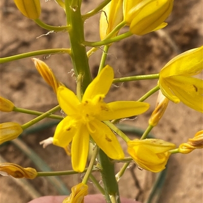 Bulbine bulbosa (Golden Lily, Bulbine Lily) at Tibooburra, NSW - 29 Jun 2024 by Tapirlord