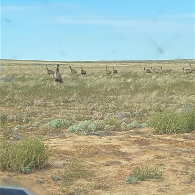 Dromaius novaehollandiae (Emu) at Tibooburra, NSW - 29 Jun 2024 by Tapirlord