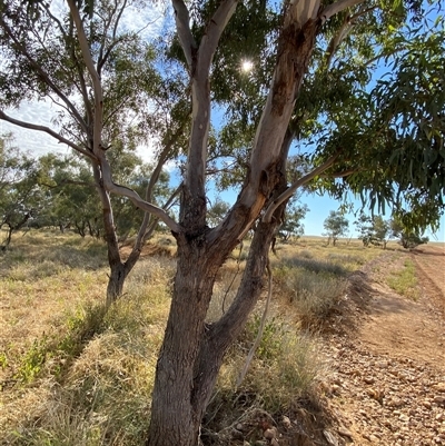 Eucalyptus coolabah (Coolabah) at Tibooburra, NSW - 29 Jun 2024 by Tapirlord