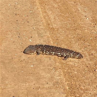 Tiliqua rugosa (Shingleback Lizard) at Tibooburra, NSW - 29 Jun 2024 by Tapirlord