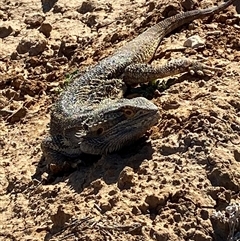 Pogona vitticeps (Central Bearded Dragon) at Tibooburra, NSW - 29 Jun 2024 by Tapirlord