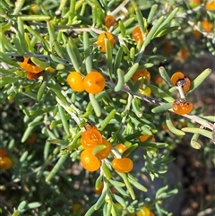 Enchylaena tomentosa (Ruby Saltbush) at Tibooburra, NSW - 29 Jun 2024 by Tapirlord